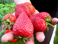 Obst